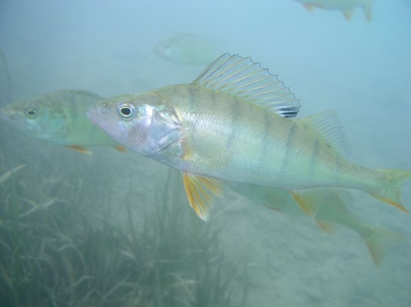 Perche  Perca fluviatilis
